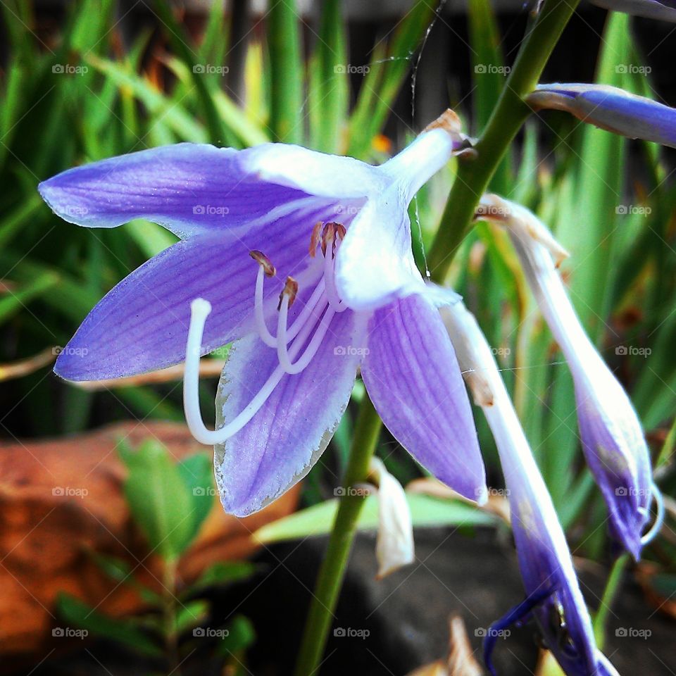 violet flowet. flower in the uosp garden