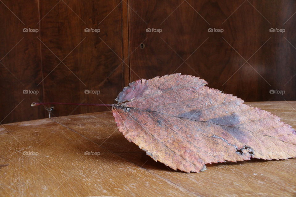 Autumn leaf