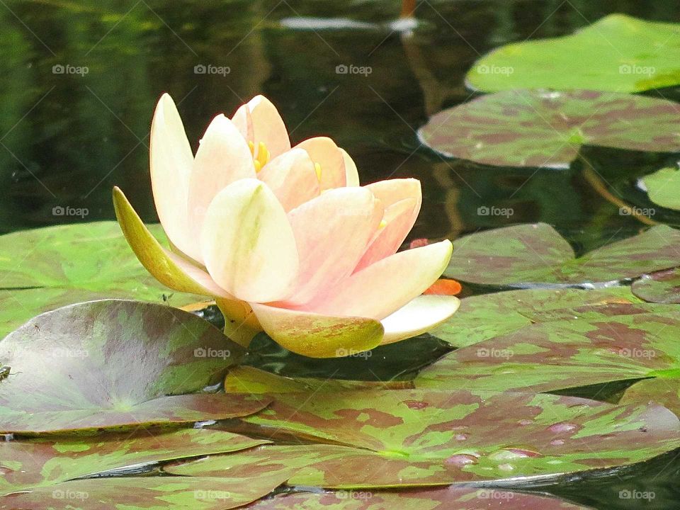 Exotic Lily in blush