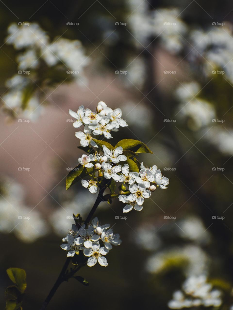 Blooming tree 