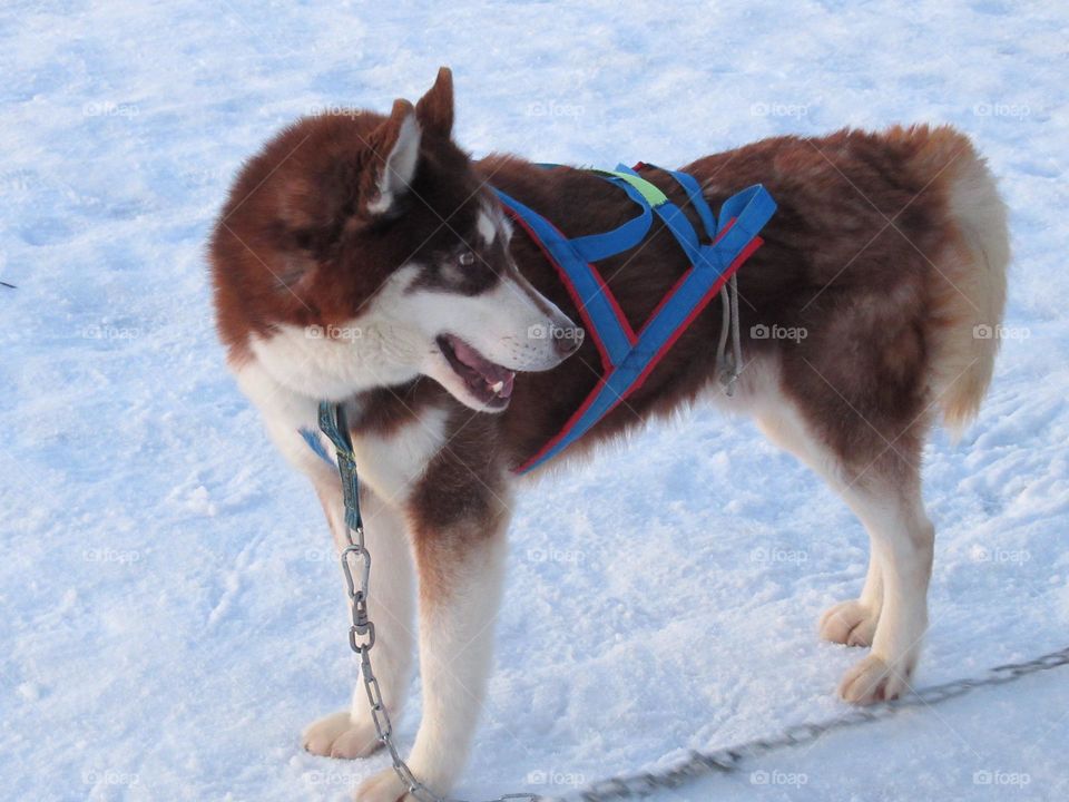 husky dog ​​in the snow, Russia Voronezh