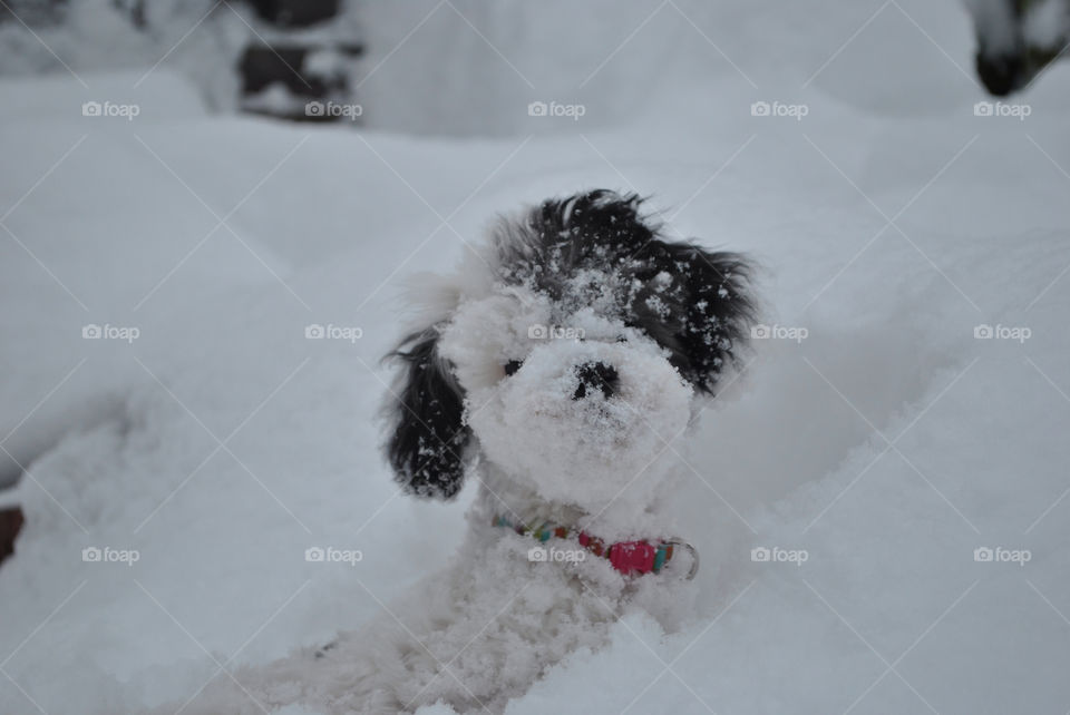 Toy poodle in snow