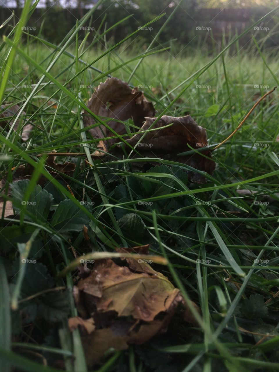 Fall fall crunchy leaves 