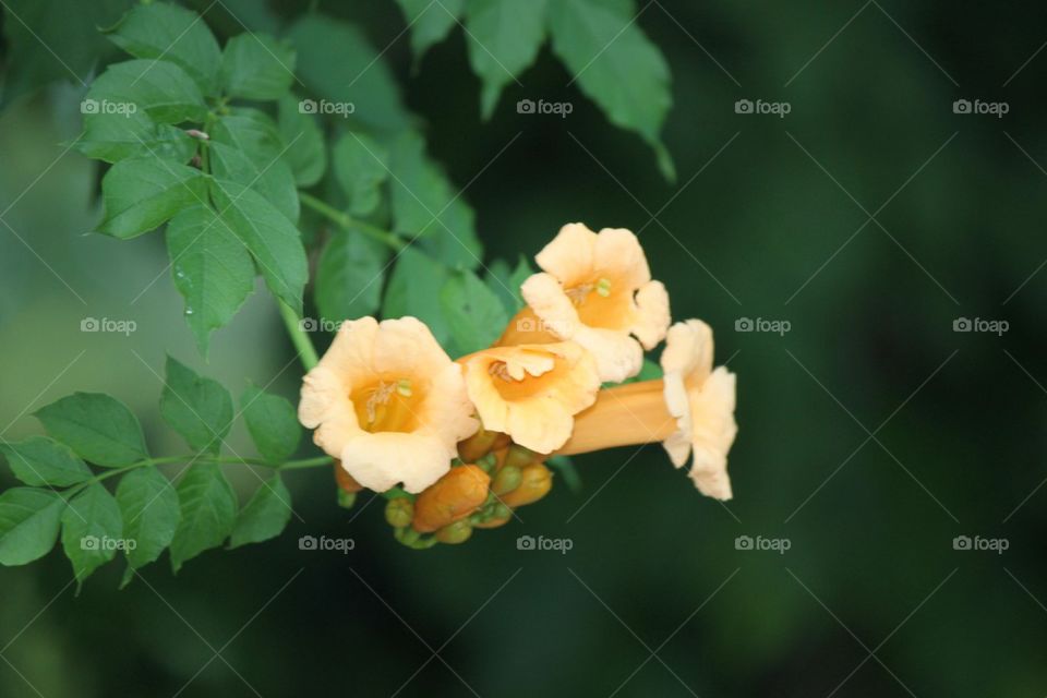 Trumpet vine flower