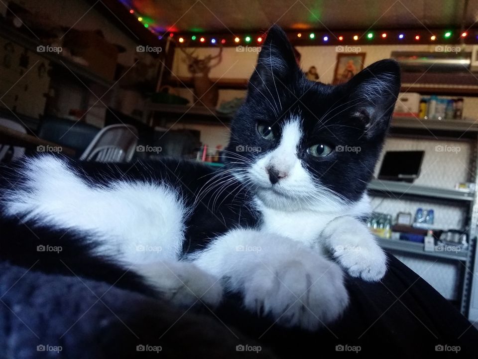 Black and White Kitten