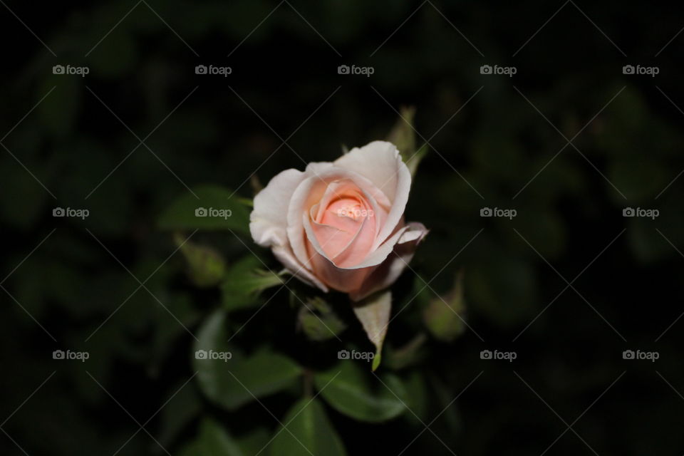pink rose