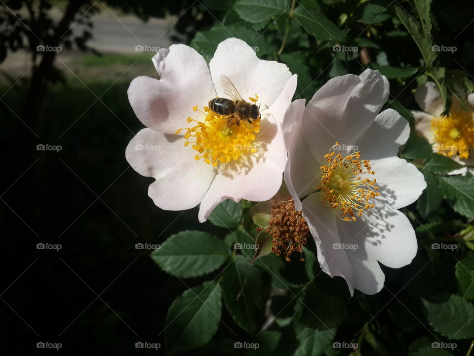 Bee on a white flower