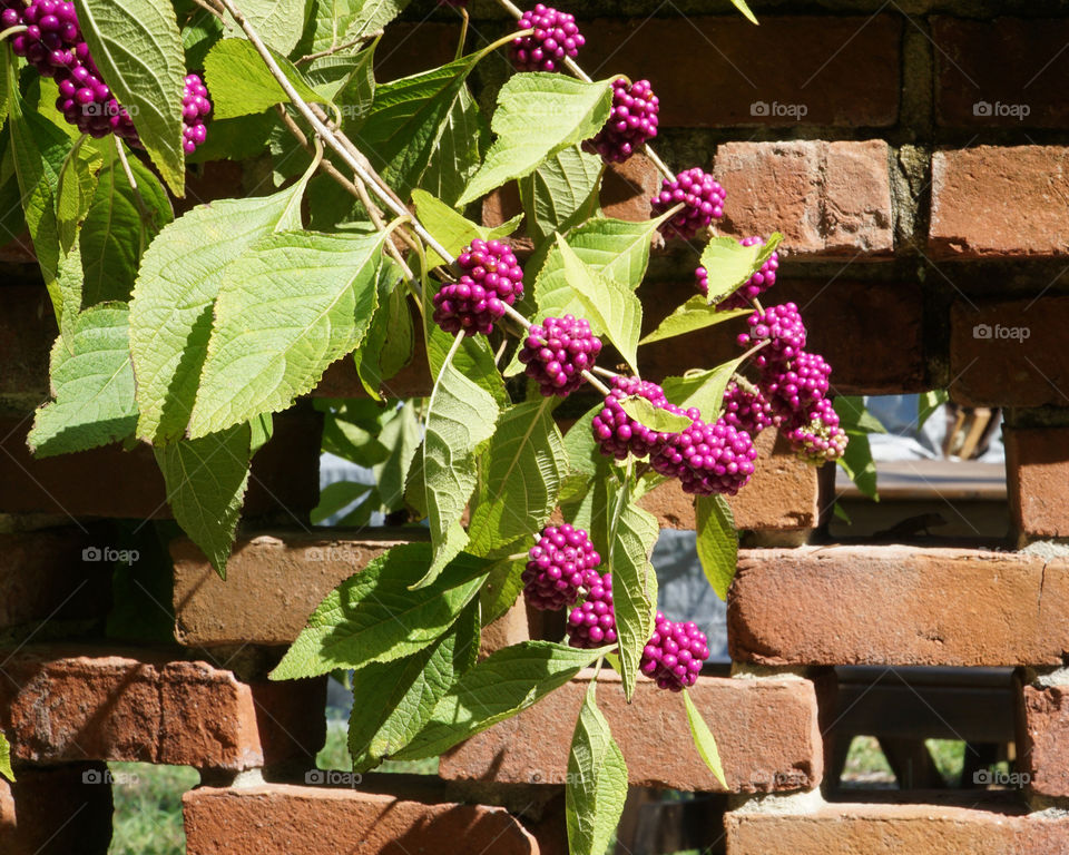 American Beautyberry produces September berries