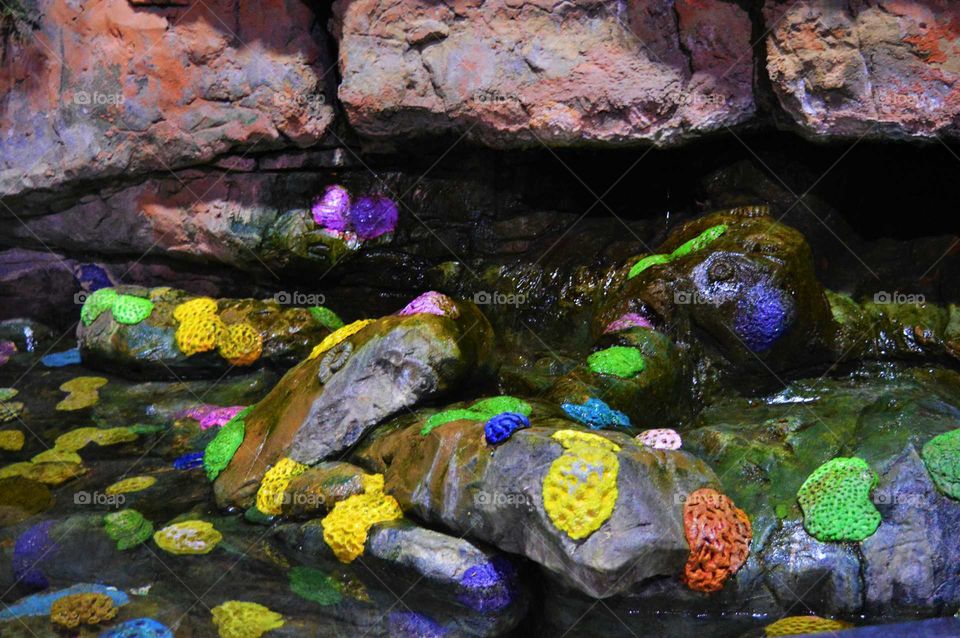 Coral reef in the Aquarium in Birmingham, UK