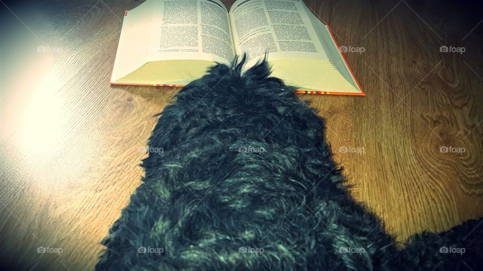 A reading dog
