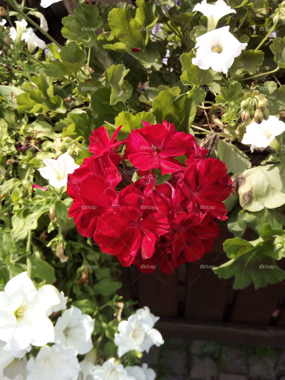 Sonne in Schwarzwald