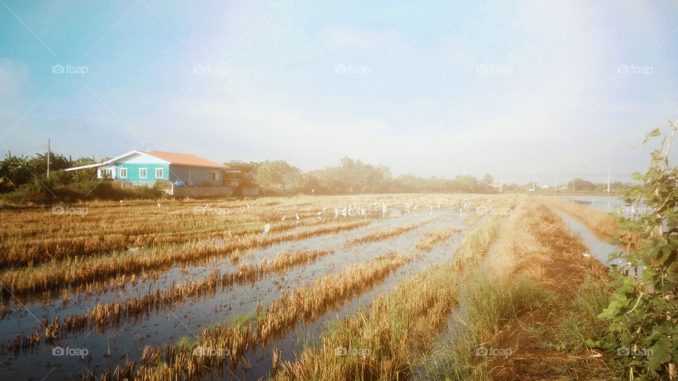 Blue house in the rice fields