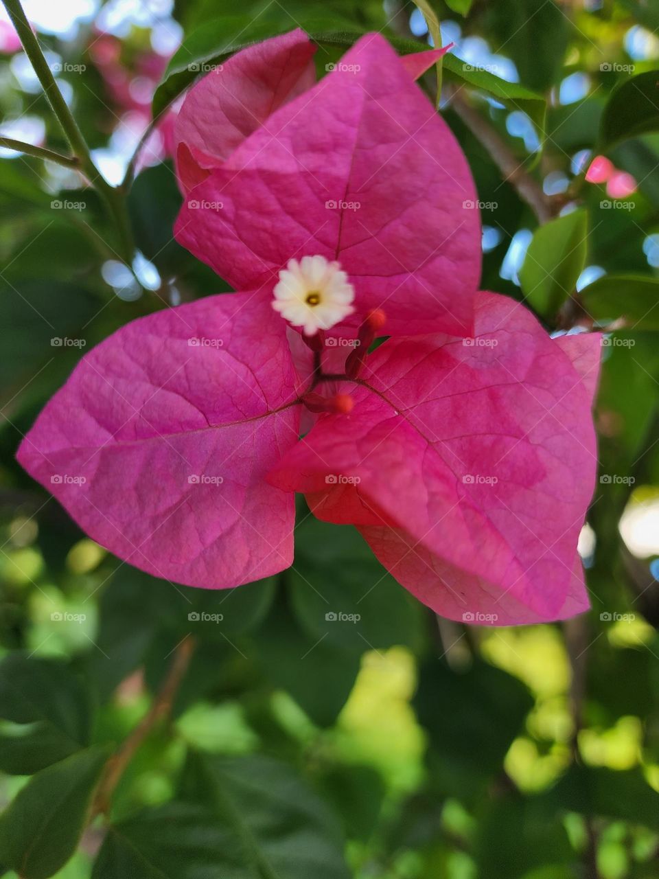 bougainvillea flowers, this is a tipe of ornamental plant that is often encountered in the garden, I took this photo in the garden of my house on wednesday morning, may 18, 2022.