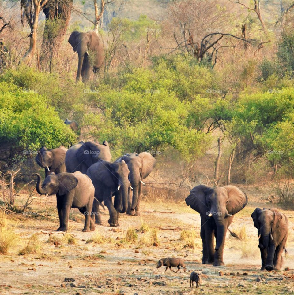 Kavango wildlife  Pictures