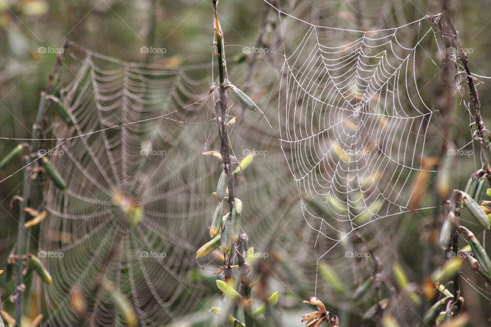 Cobwebs in open field