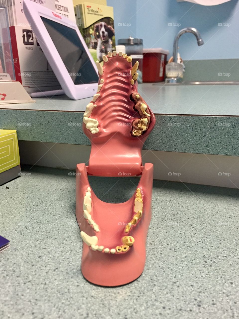 Open jaw model of dog teeth showing comparison between healthy teeth and bad teeth 
