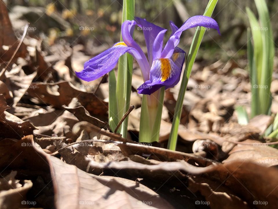 Blue flag iris wild in woods 