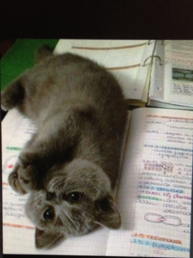 Learning with cat