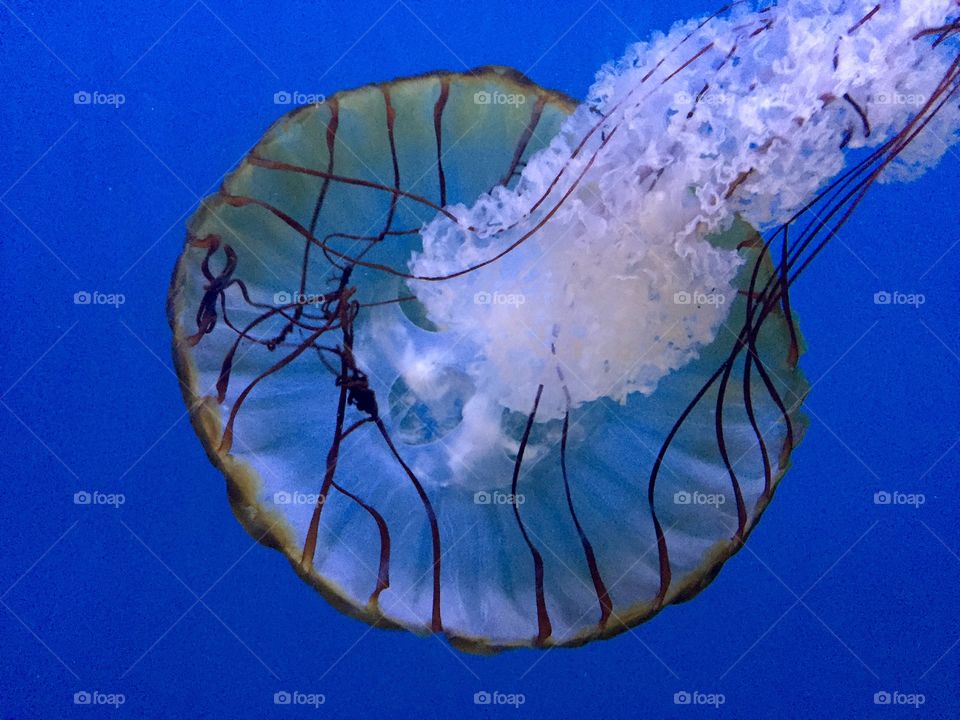 Close-up of jellyfish swimming underwater