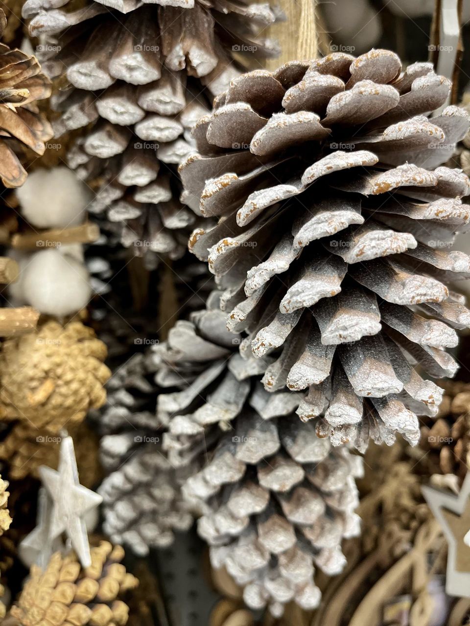 Pine cones 