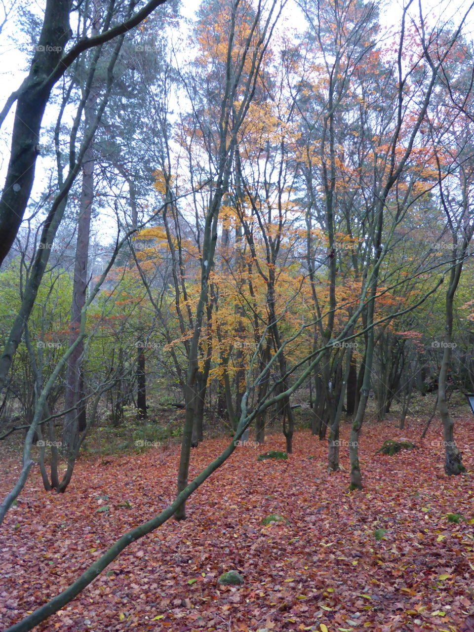 Fall forest in Gothenburg Sweden 