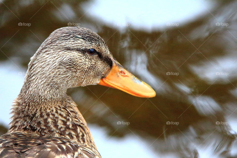 Colorful mallard duck's closeup portrait.