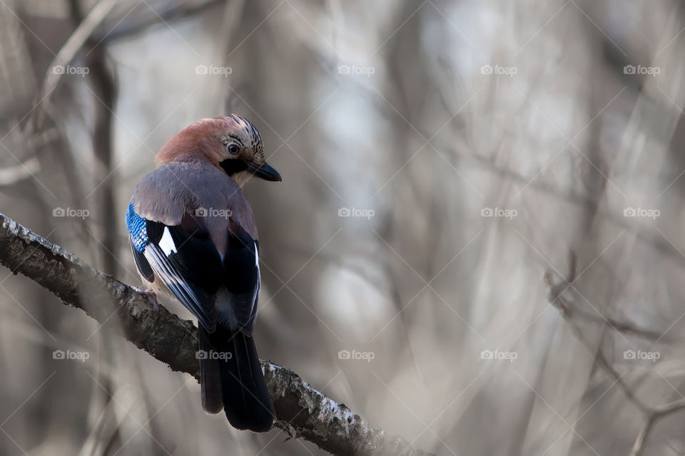 Eurasian jay posing on a branch in the forest