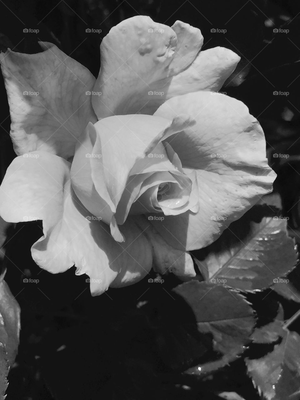 Flower, No Person, Rose, Leaf, Nature