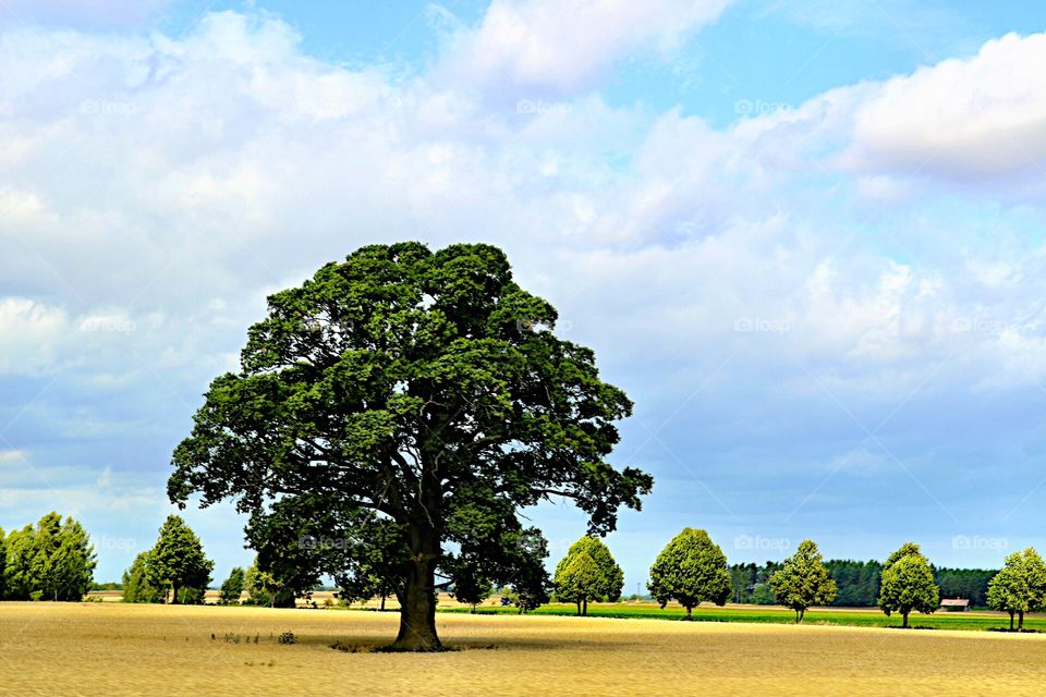 Beautiful tree! 