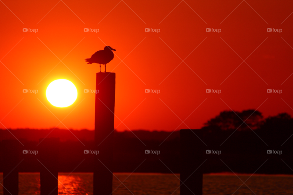 Seagull perching on wooden post at sunset