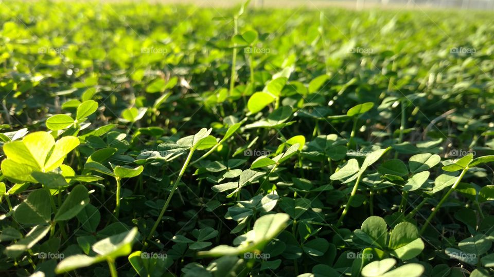 Leaf, Flora, Garden, Nature, Growth