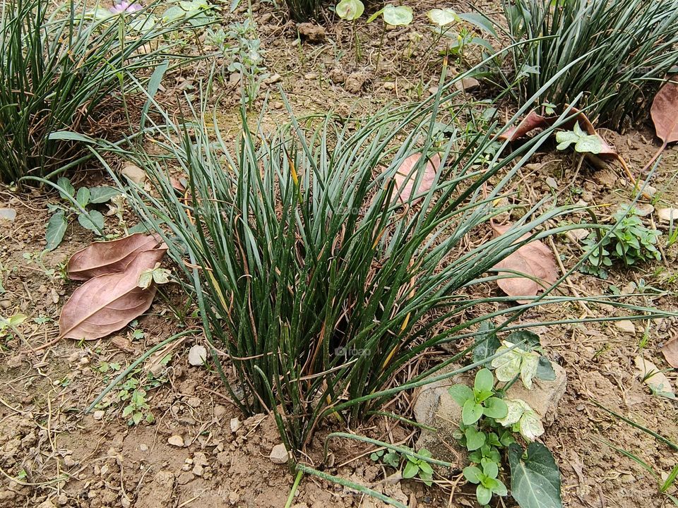 Autumn Zephyrllily at Beinan Township Native Applied Botanical Garden