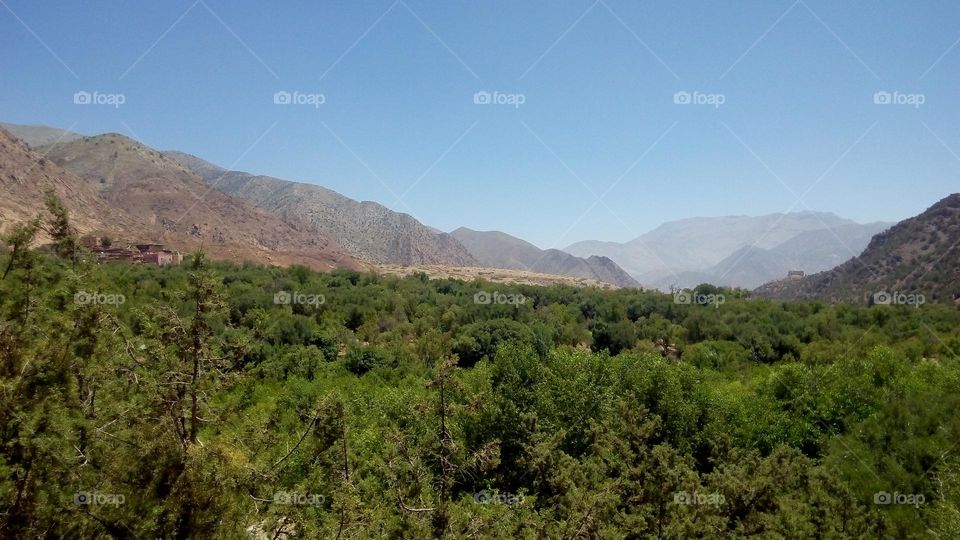 mountains and green gardens