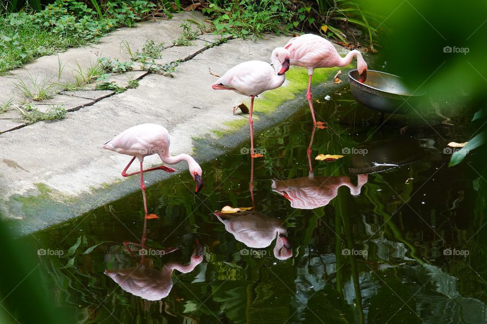 life in a water reflection