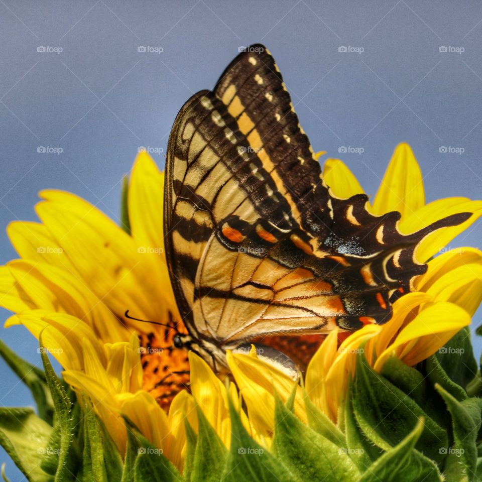 sunflower and butterfly