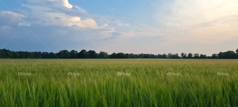 grain field