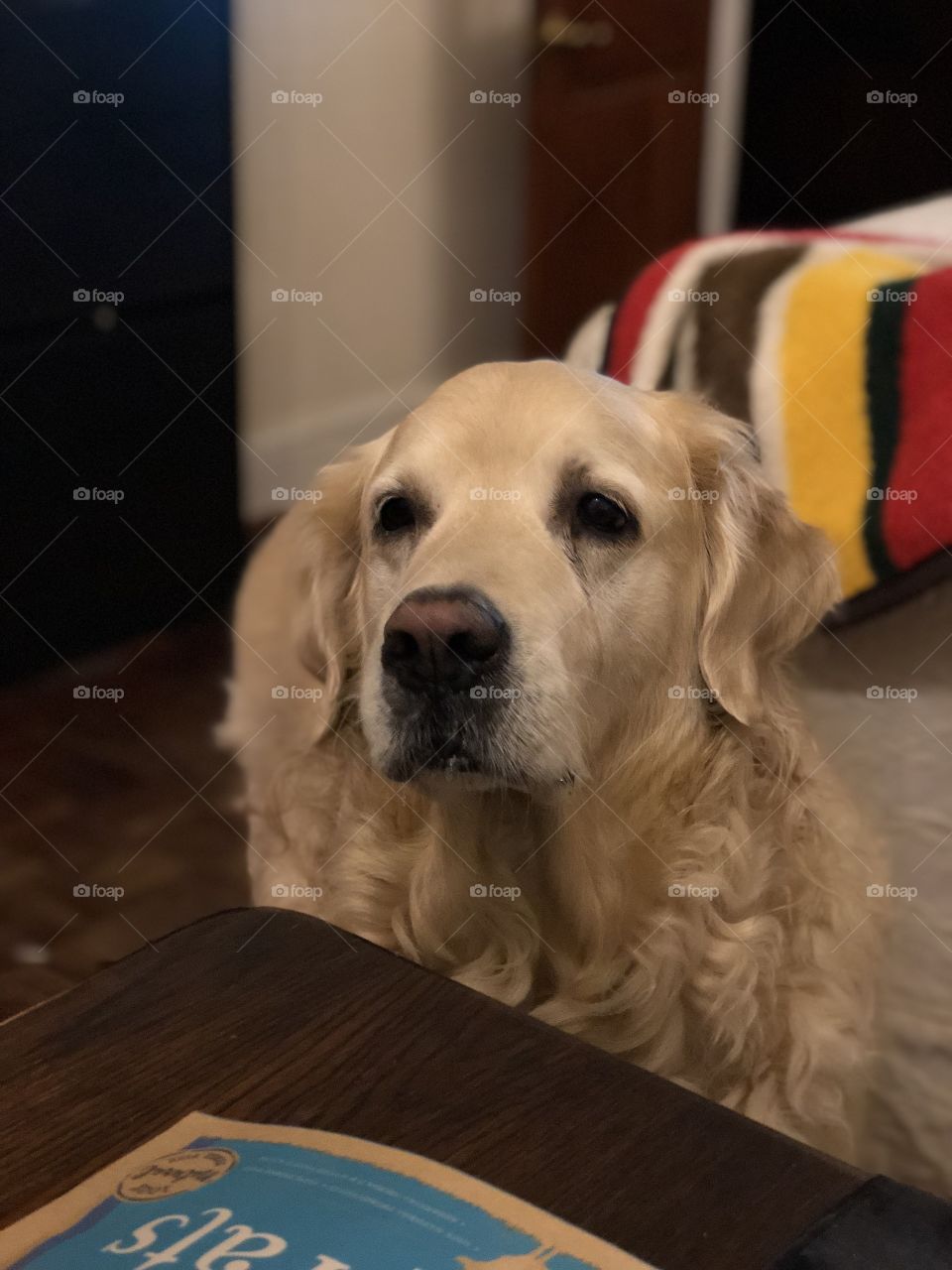 Nocas (Golden Retriever)