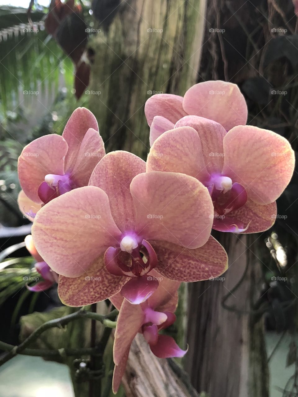 Pink Orchids at the Reptile Gardens