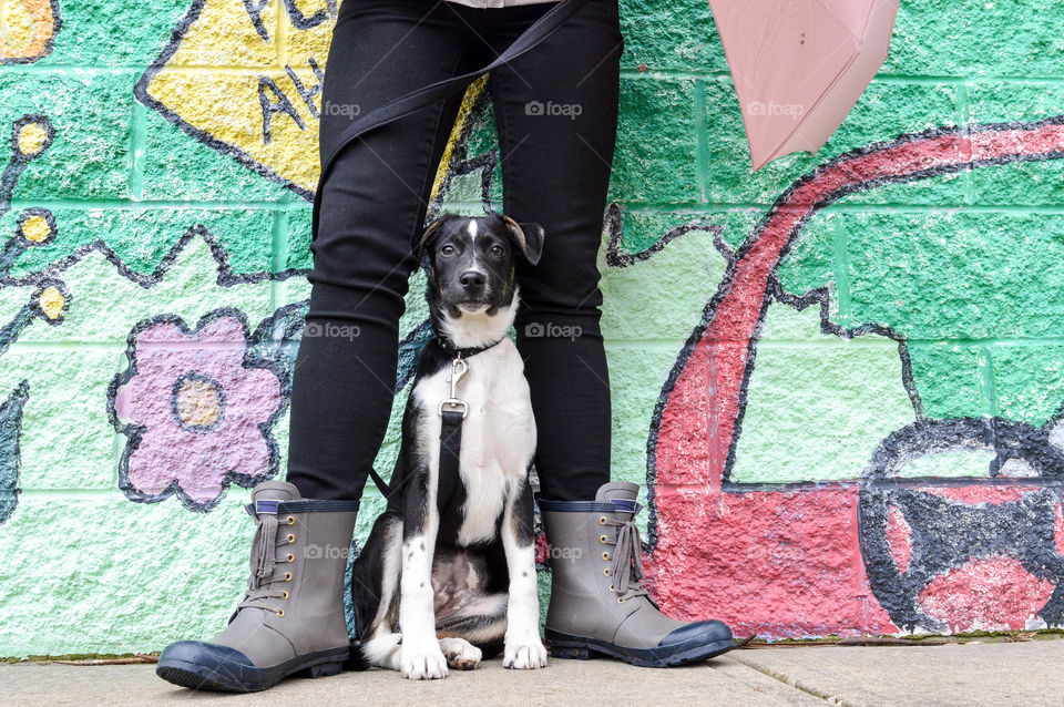 Mixed breed puppy on a leash sitting between a person's legs on an urban street in front of a colorful mural