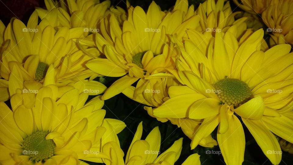 Yellow chrysanthemums