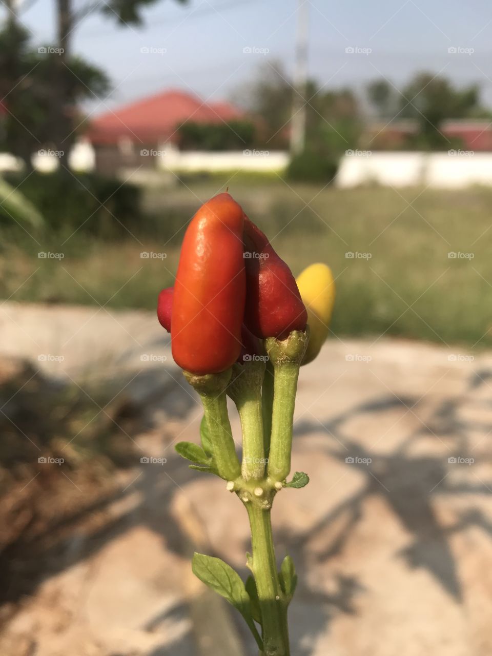 Capsicum flutescens Linn.