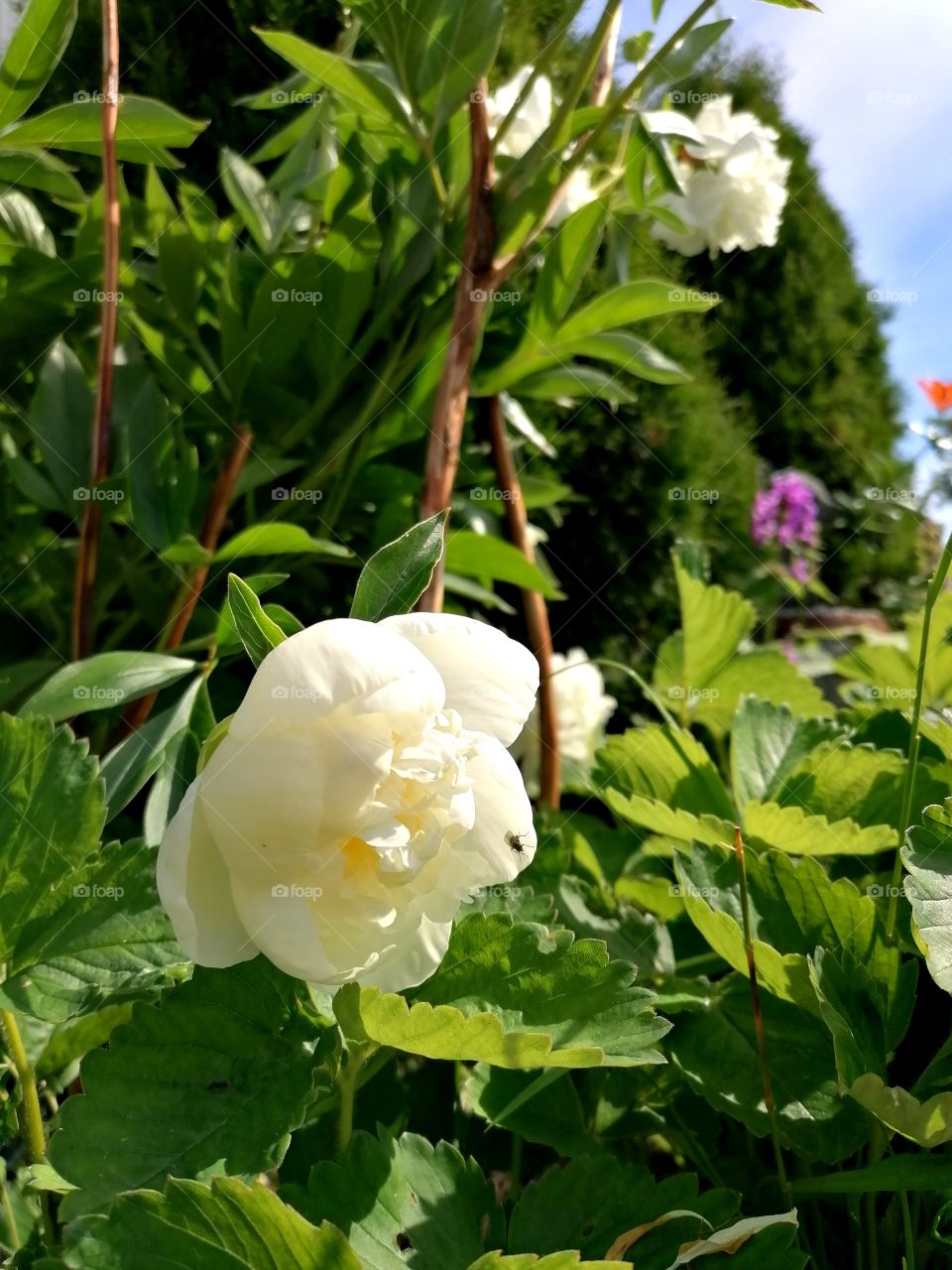 White gorgeous peony bursting into flower.