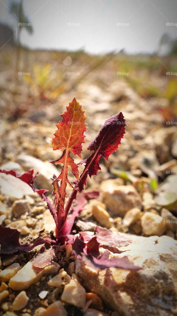 Red plant