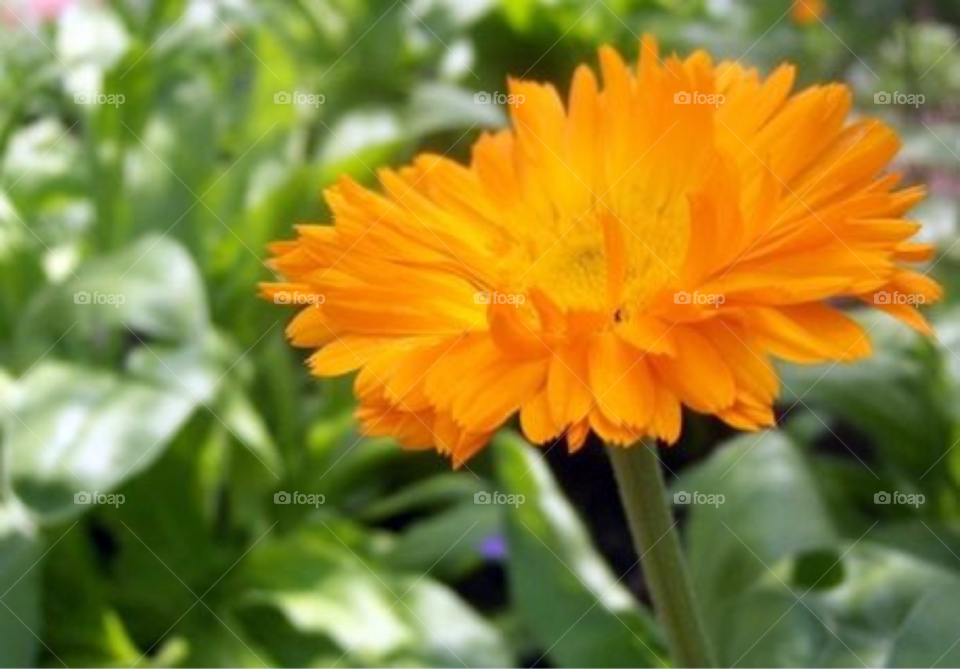 garden yellow plants flower by Amy