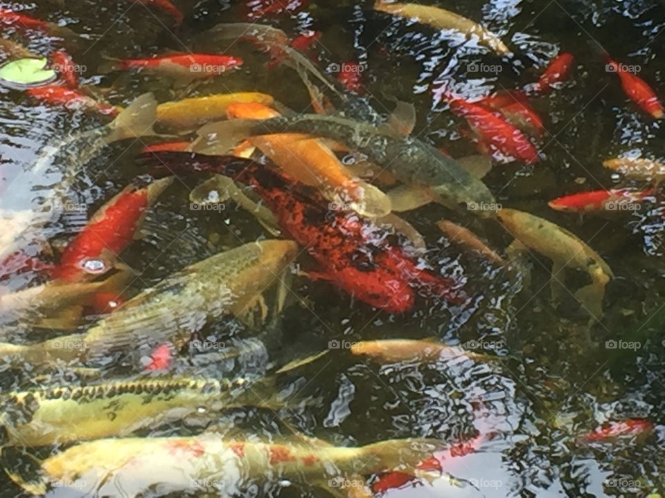 Fish pond
