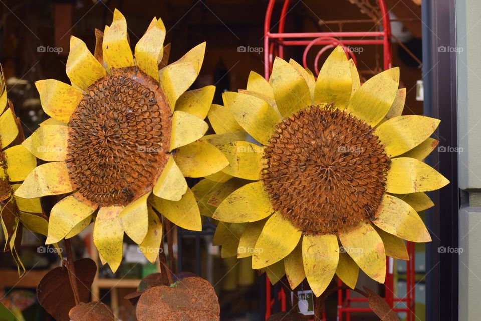 Sunflower Art