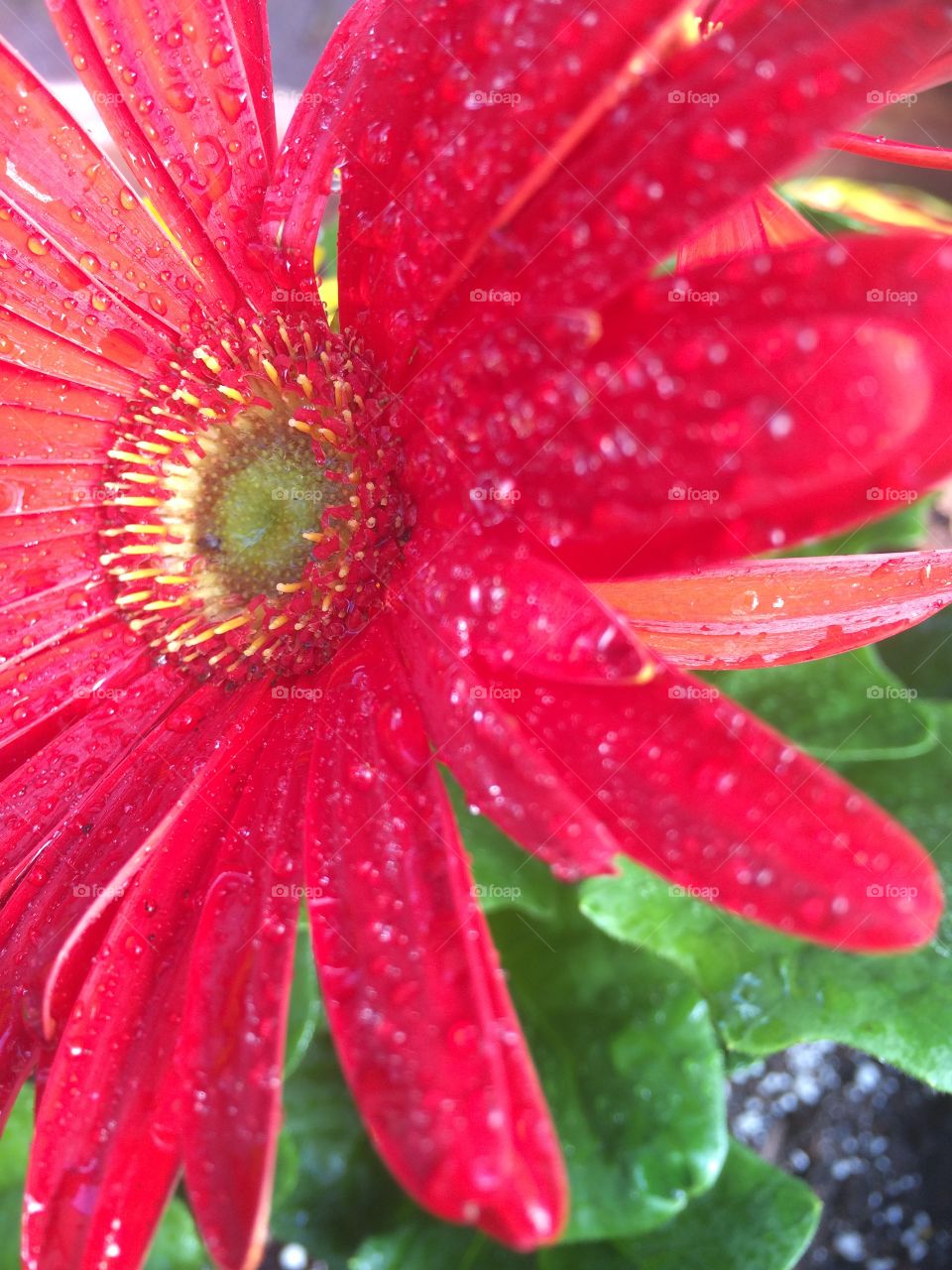 Beautiful light facing this bright daisy after it rained giving it a natural glow