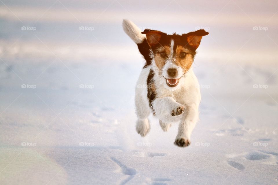 Running dog