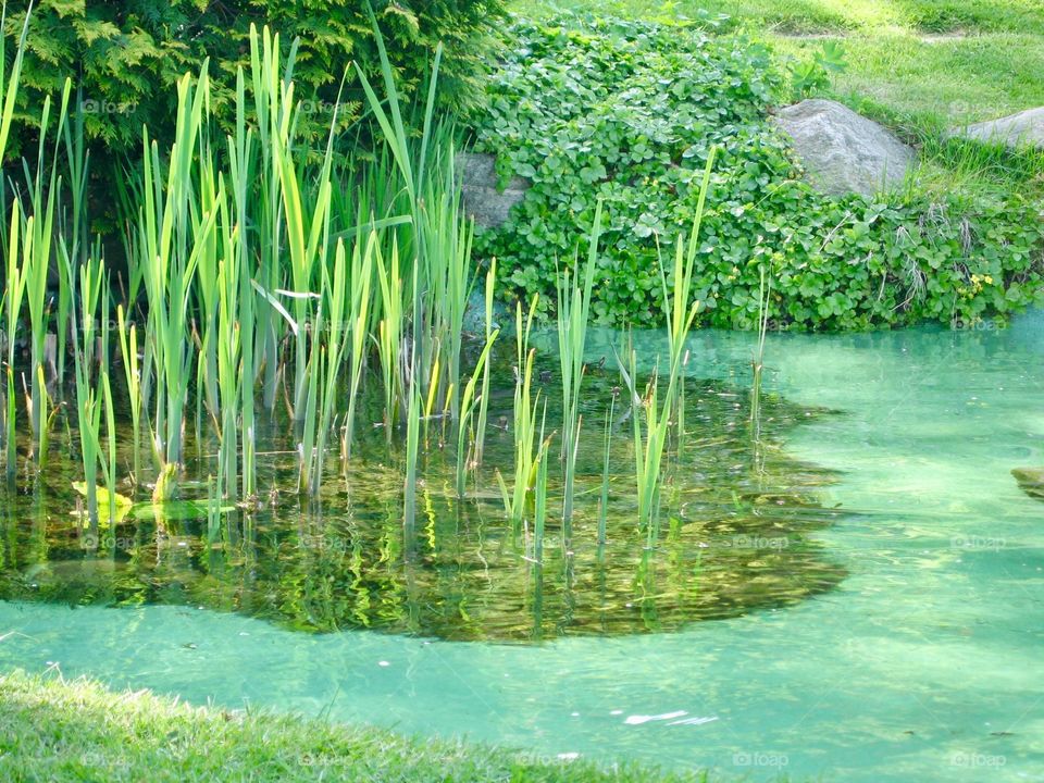 Green pond