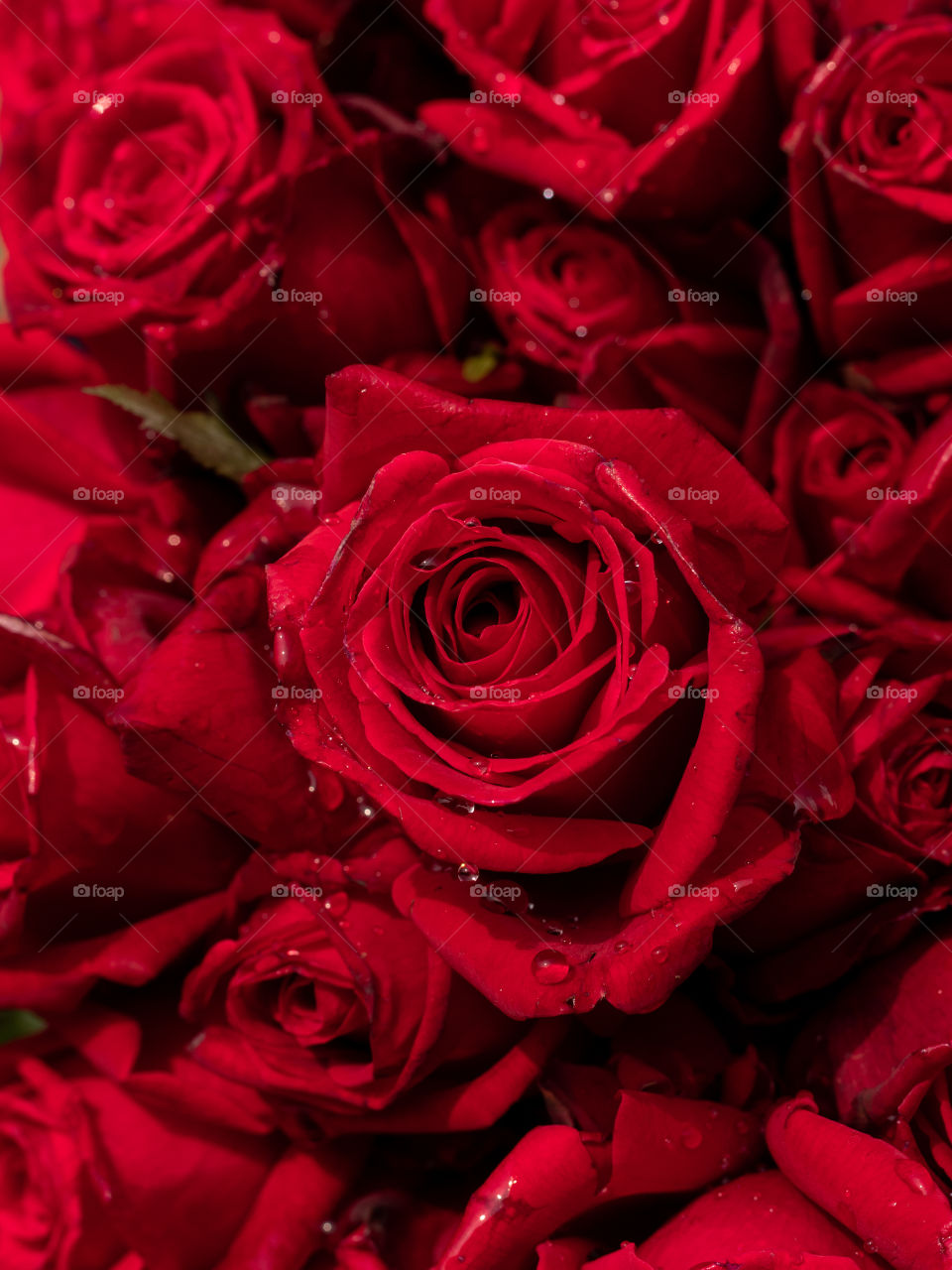 Red Roses